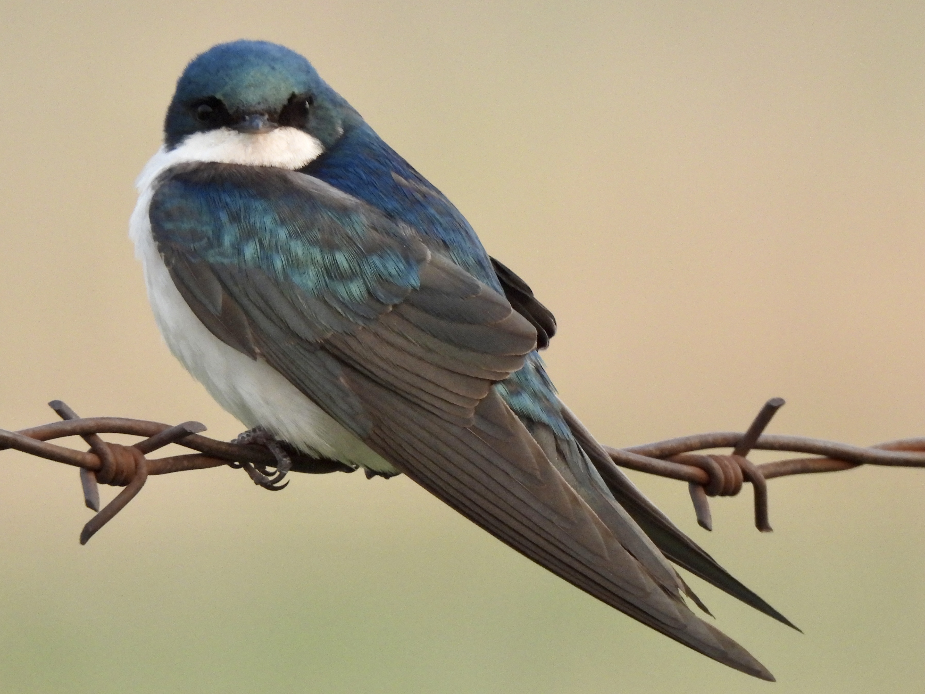Helena Birding Spots