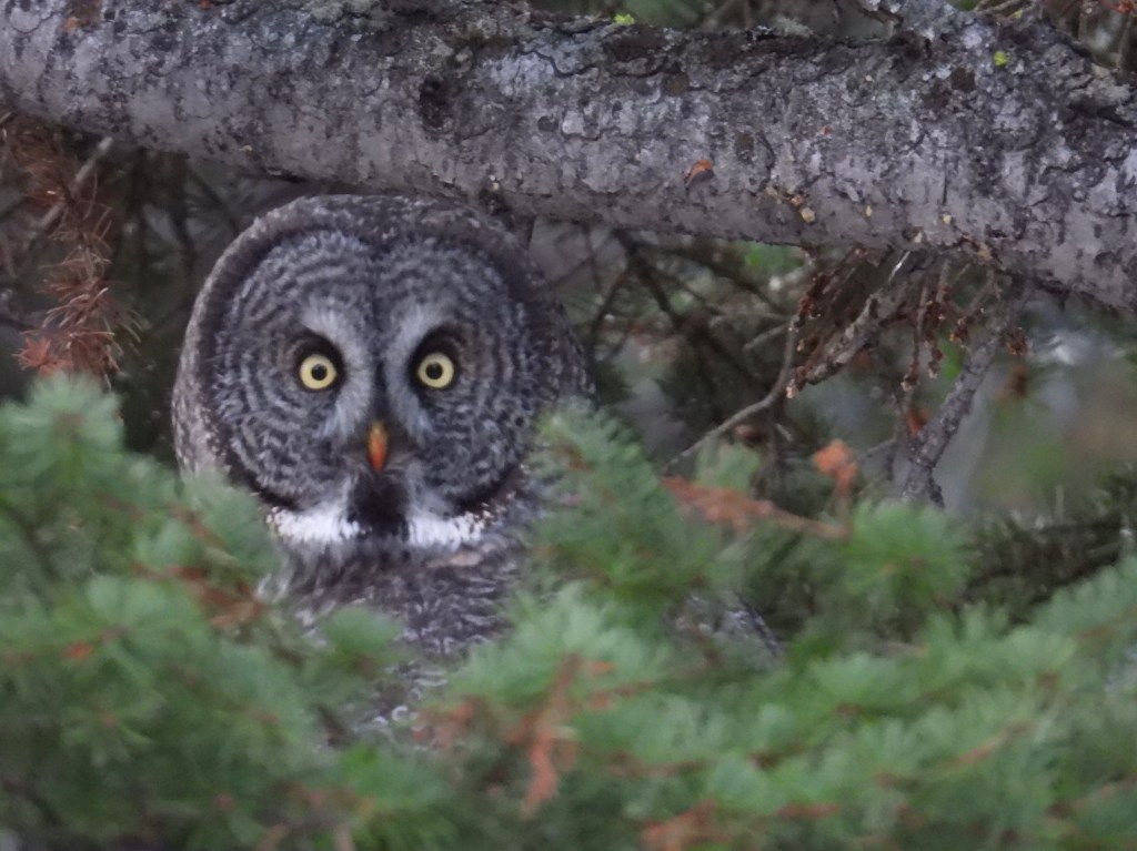 Birding vs. Birdwatching: A Difference of Intent and Effort