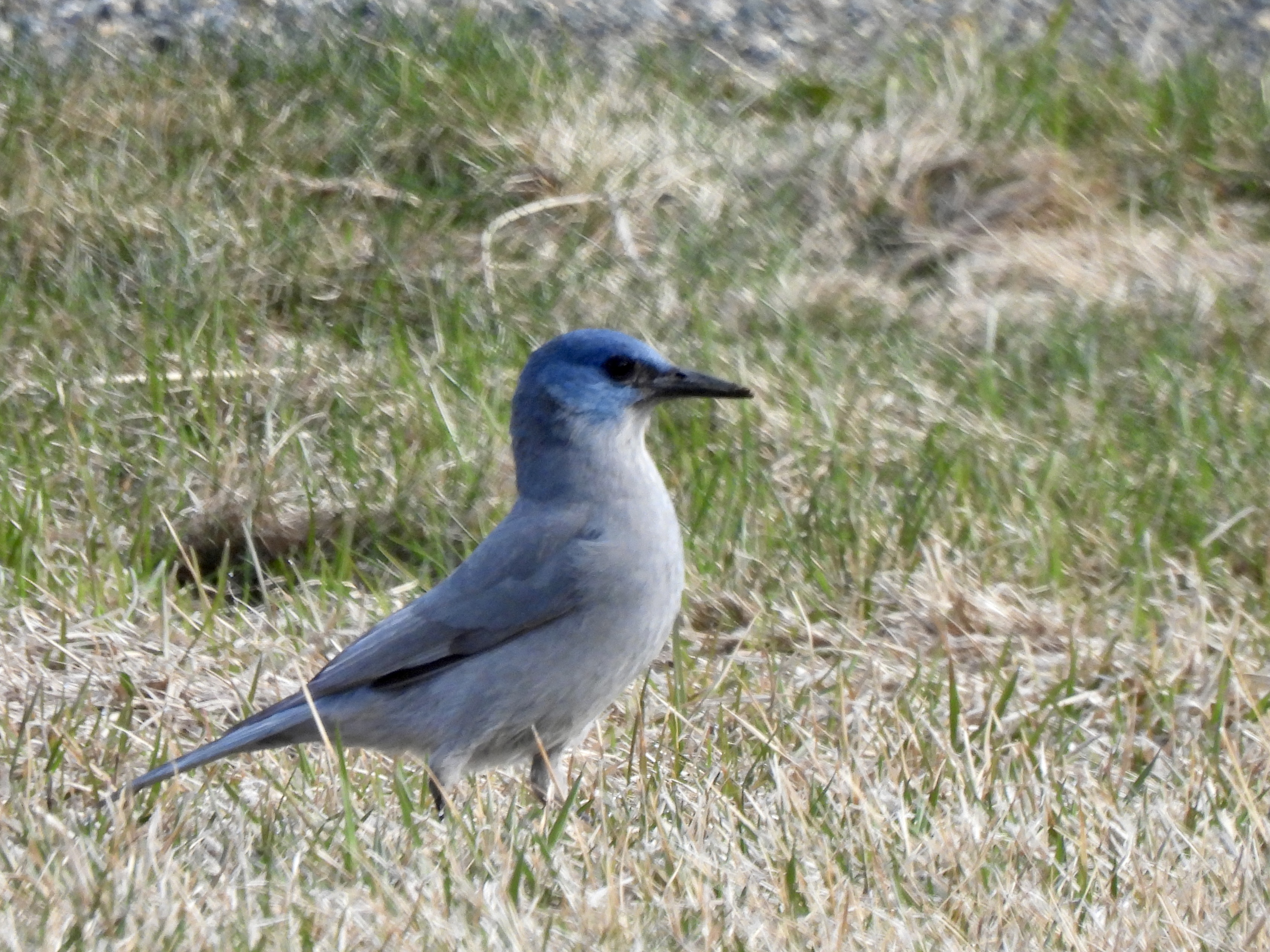 Pinyon Jays; Number 48 on the 2025 Year List