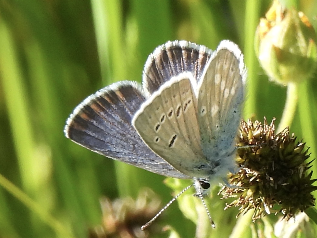 Butterflies and Moths