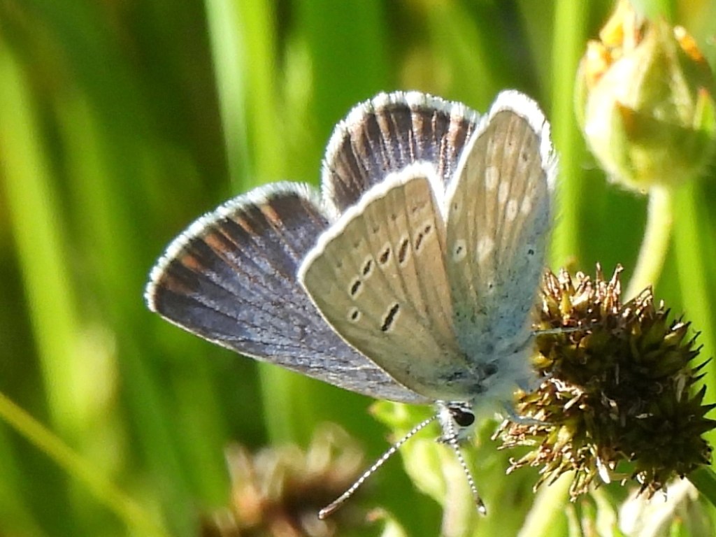Butterflies and Moths