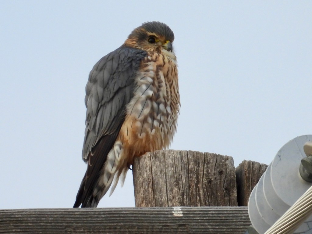First Day Birding&nbsp;2025