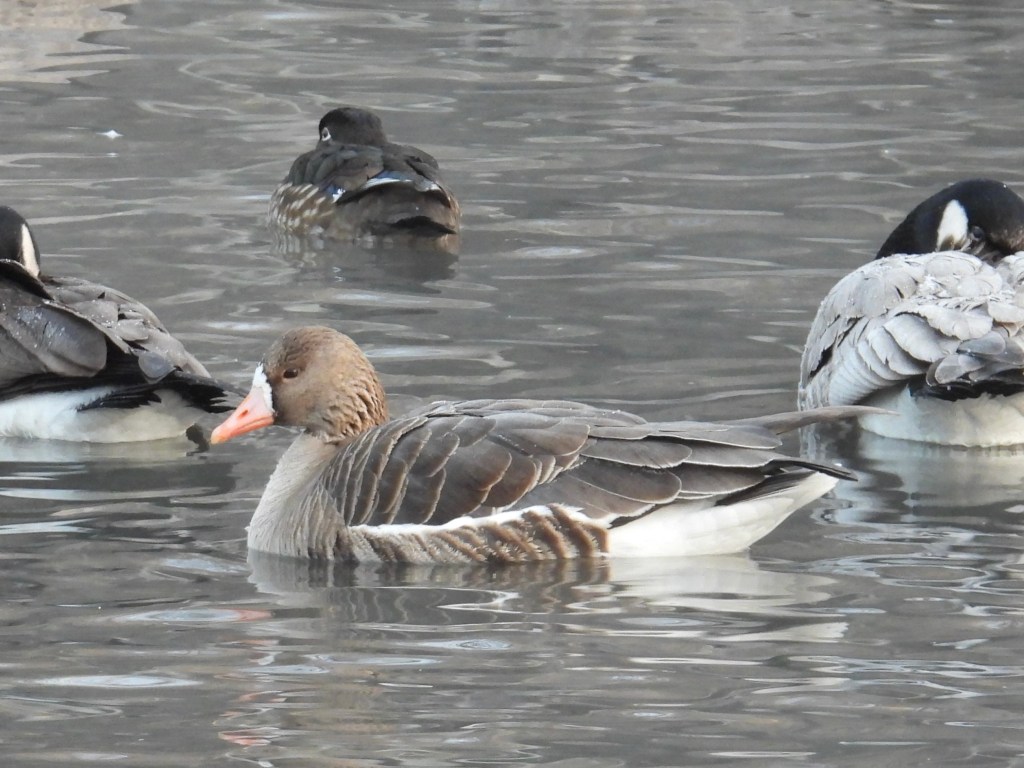 The Montana Quintfecta: A Curious Morning at the Fairgrounds