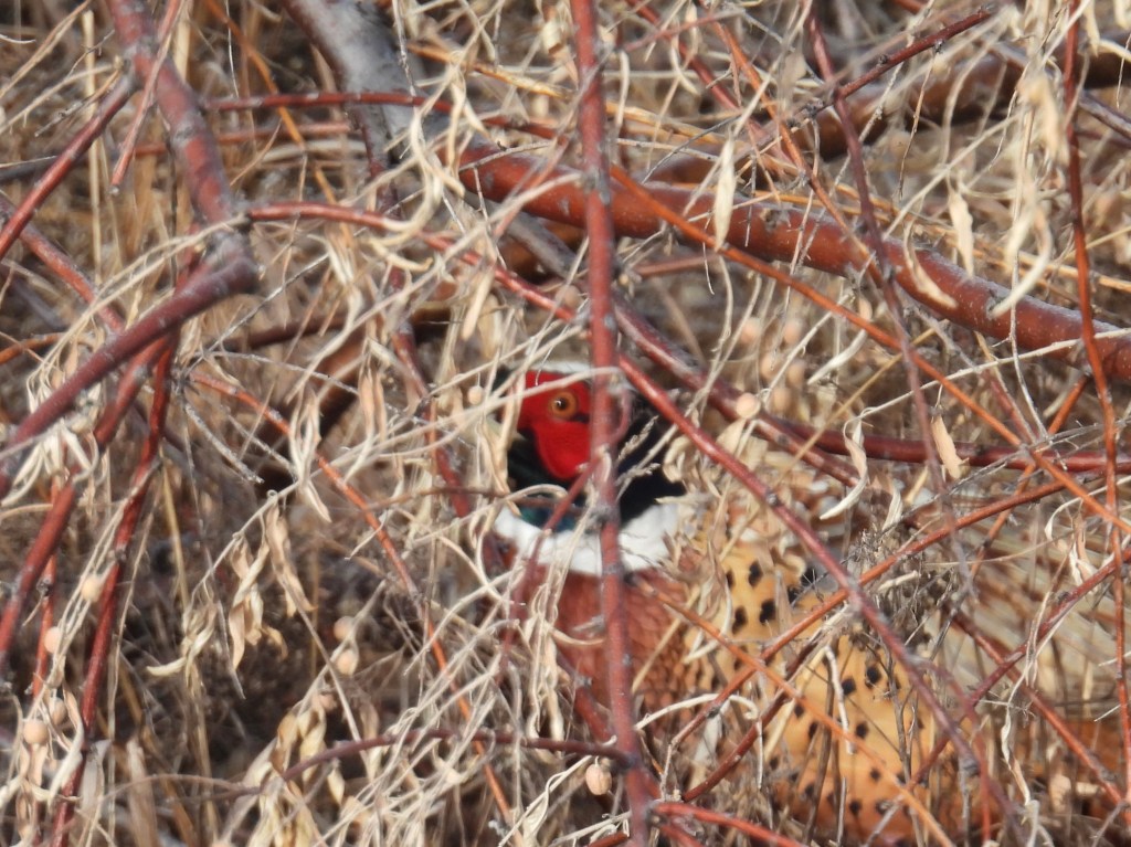 January Ends – 59 Species ID’ed