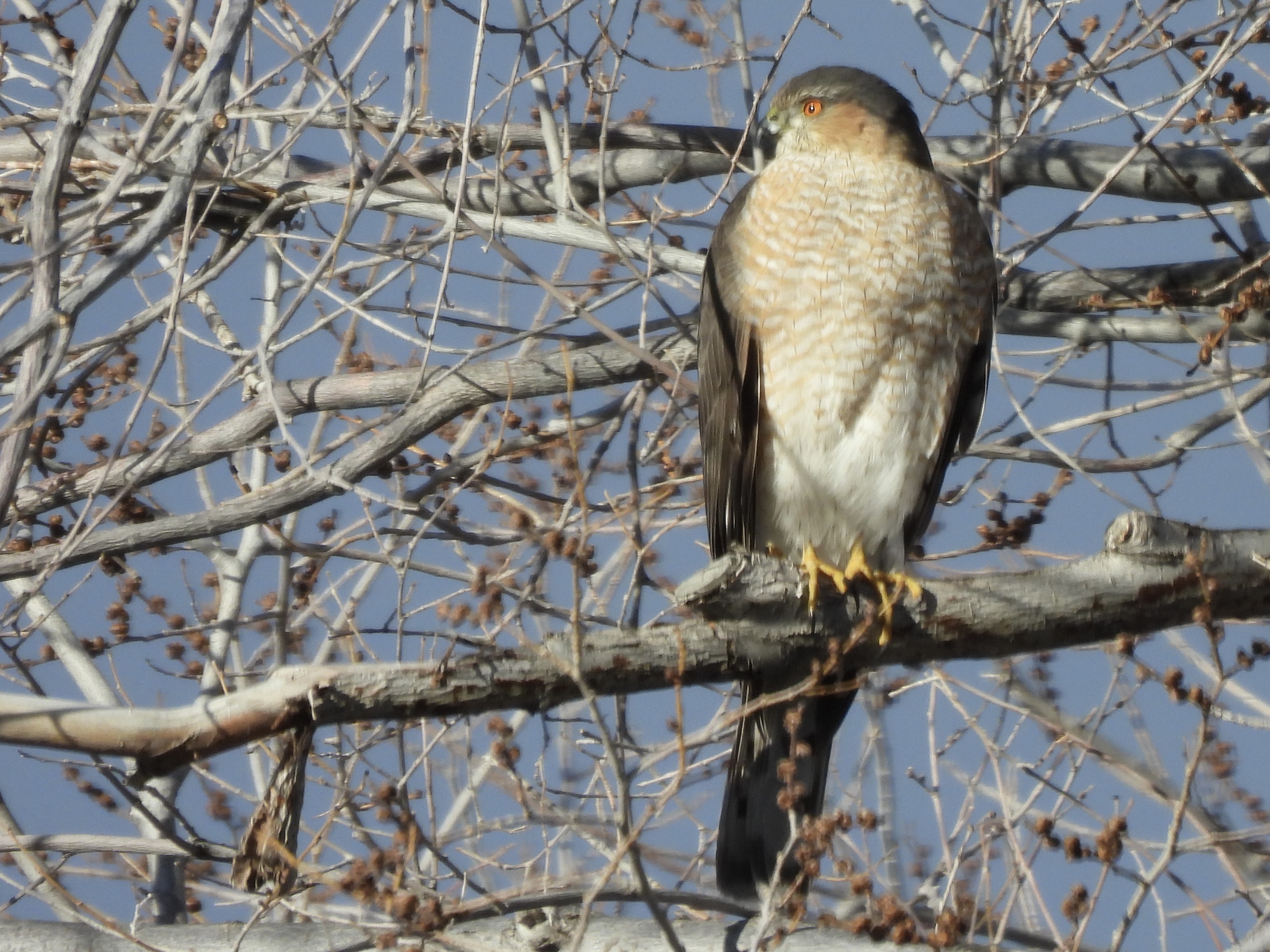 Watchable Wildlife