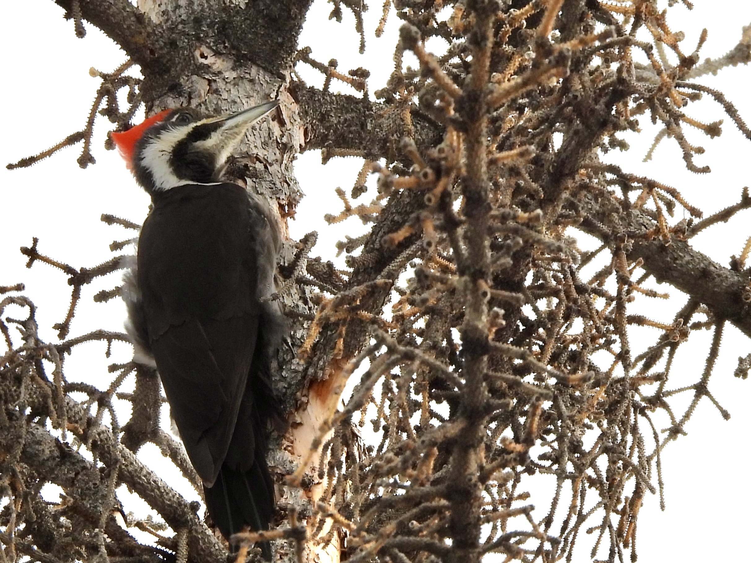 Pileated Woodpecker