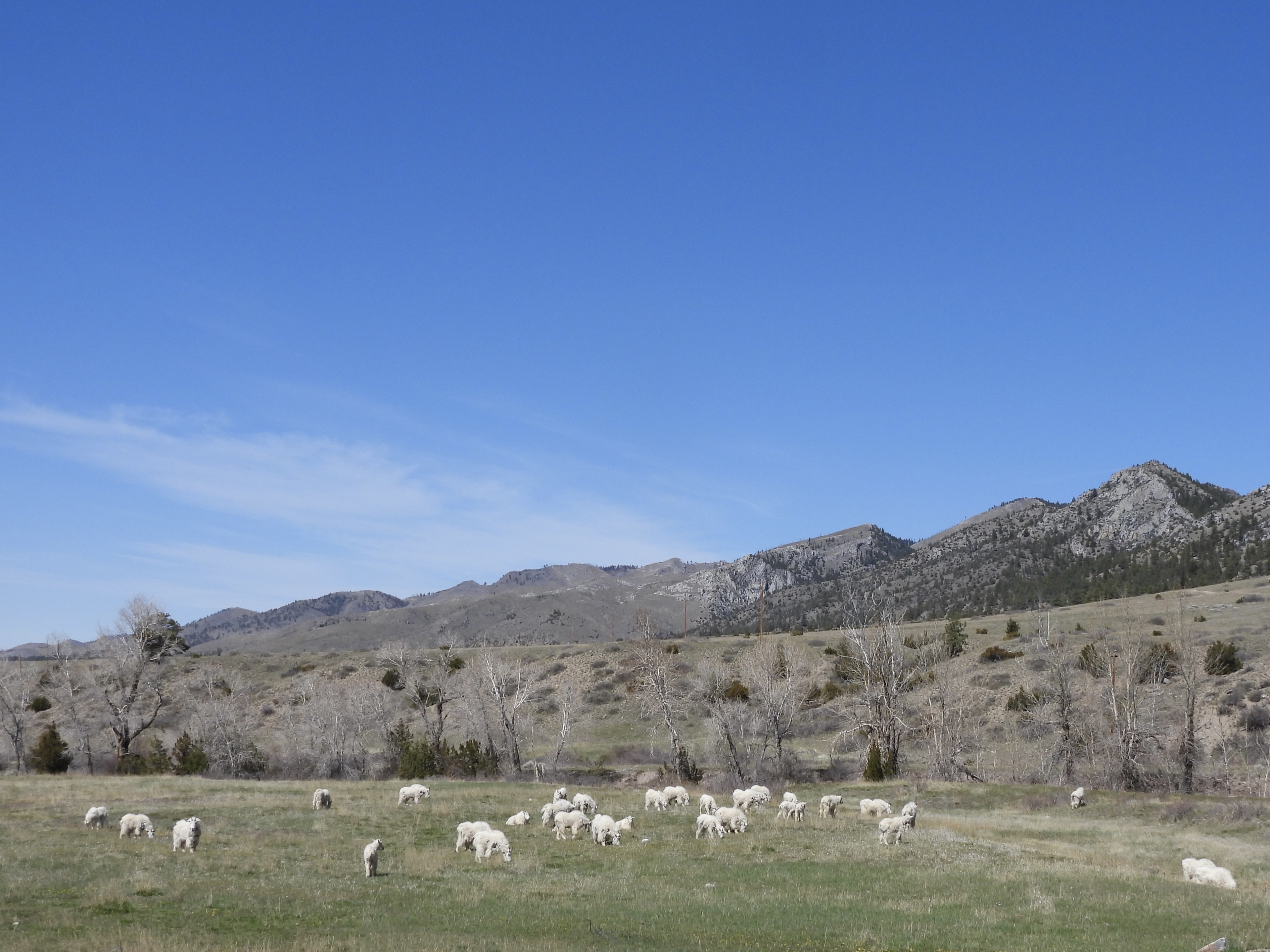 Why Is SW Montana Such a Biological Treasure Trove?