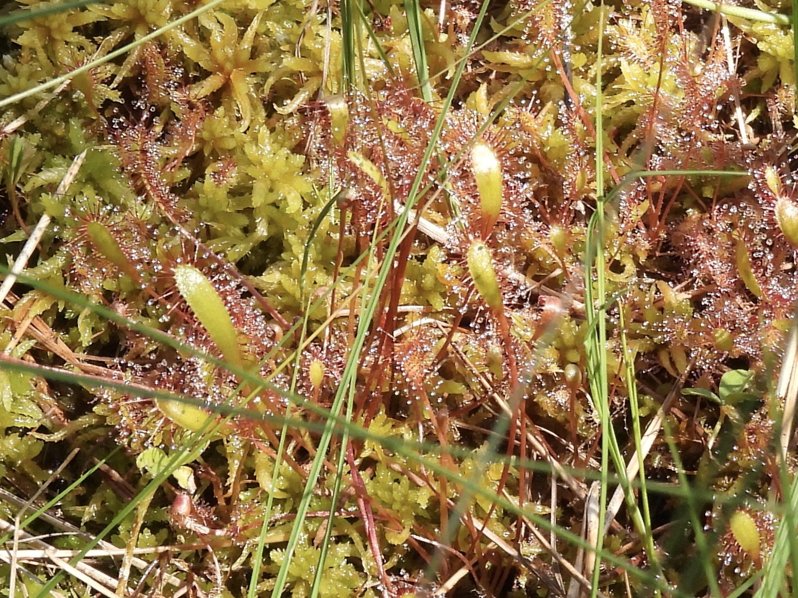 The English Sundew Experience
