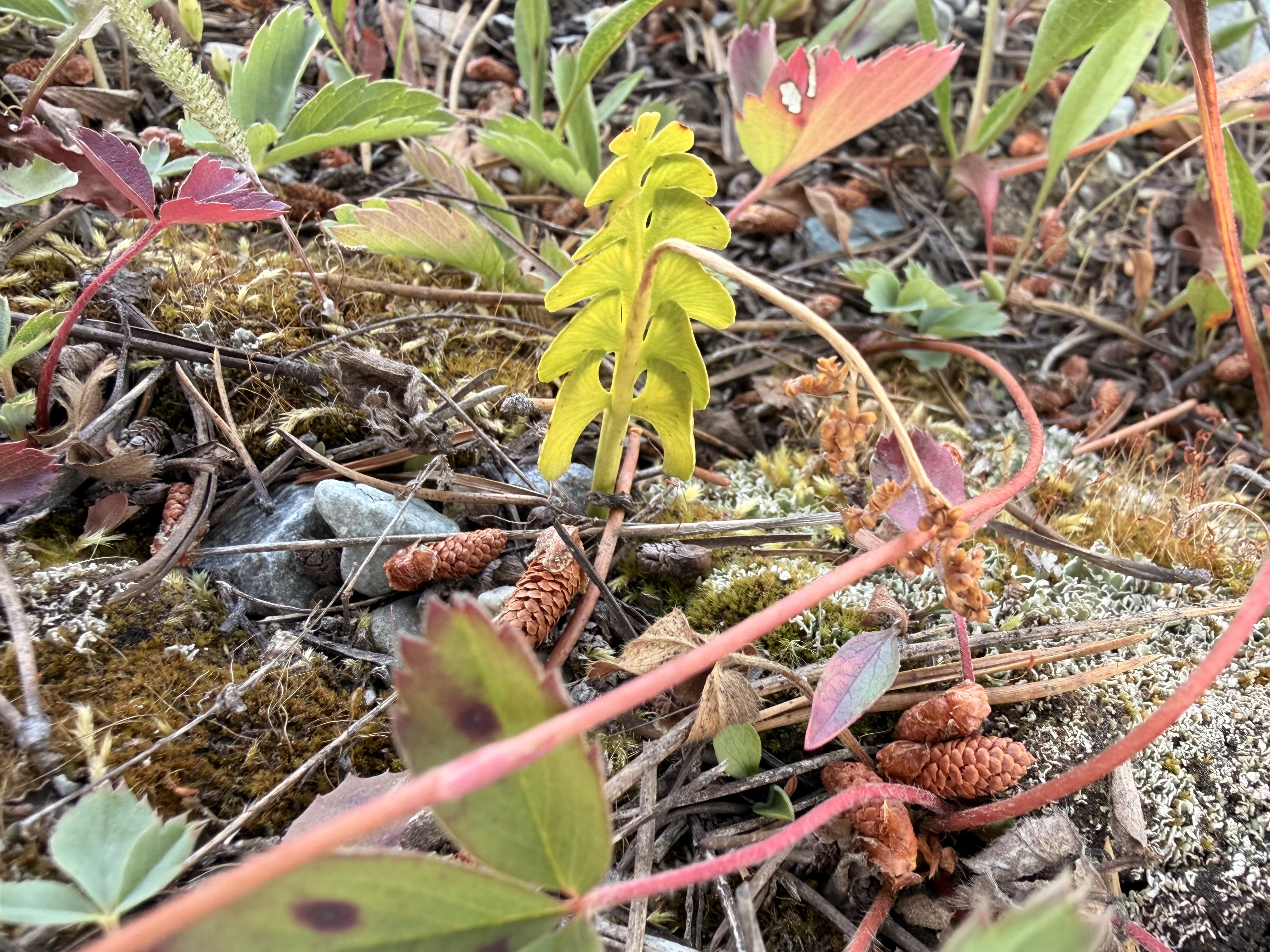 Moonworts and More