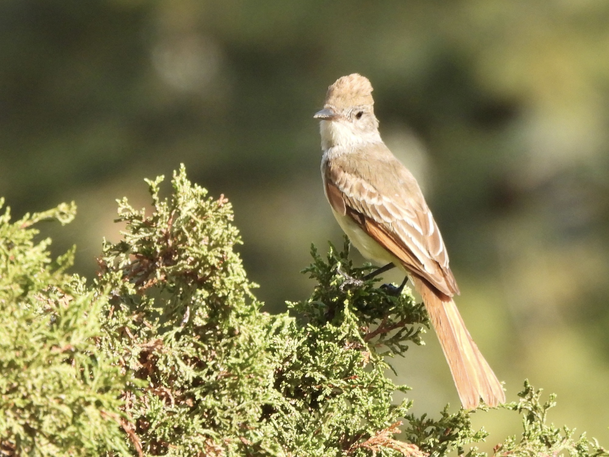 Rare Bird, Indeed!