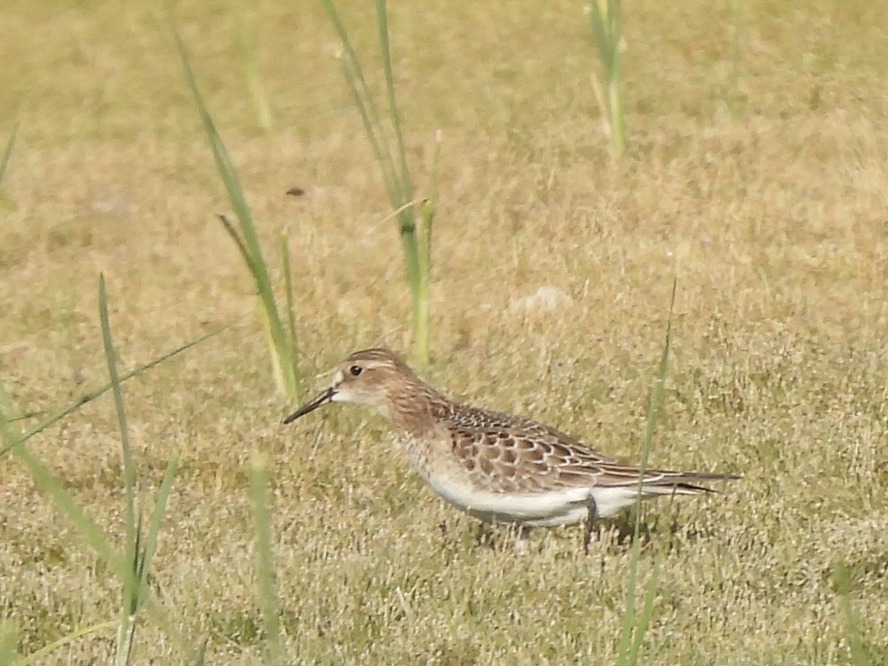 World Shorebird Day